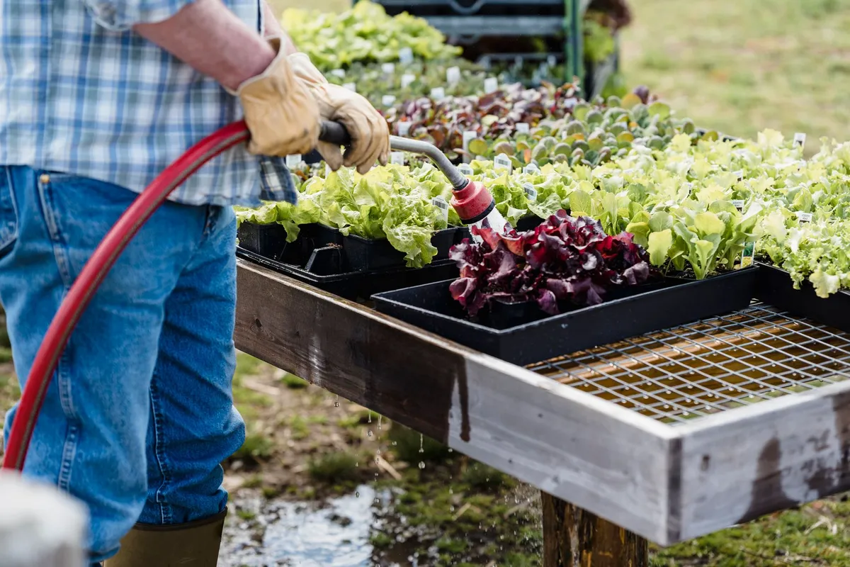 Potager pour débutant : que planter et quand