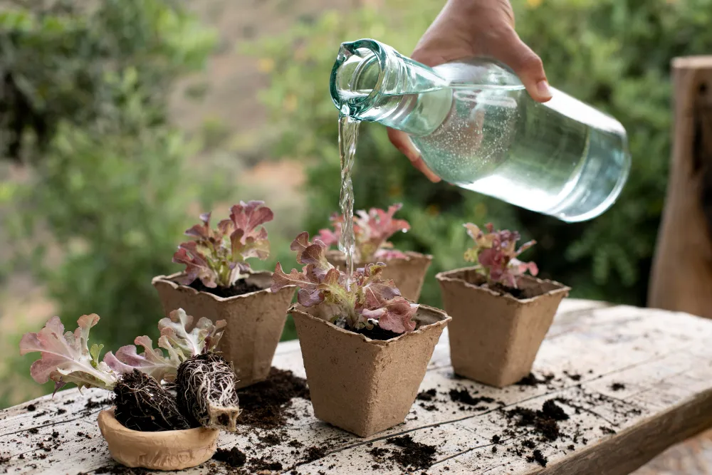 Quantité d'eau pour arroser le jardin, doses et fréquences